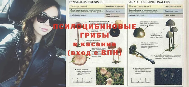 МЕГА маркетплейс  Великие Луки  это телеграм  Псилоцибиновые грибы MAGIC MUSHROOMS 