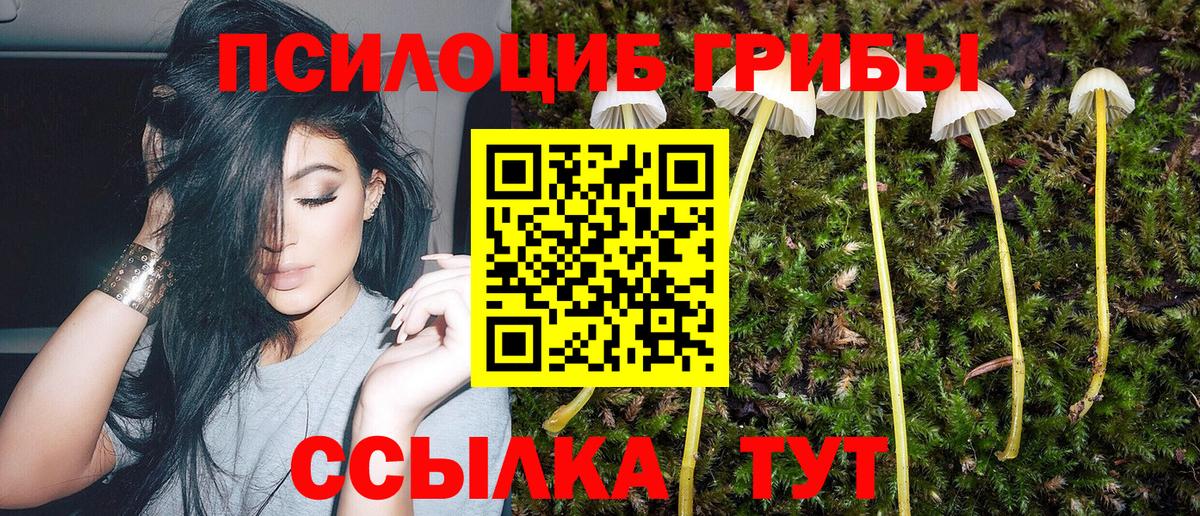 Псилоцибиновые грибы Psilocybine cubensis Великие Луки
